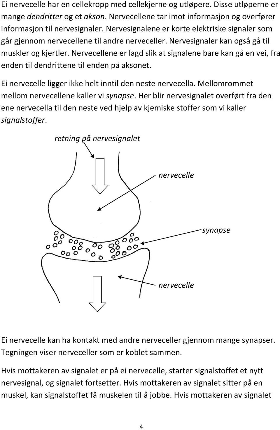 Nervecellene er lagd slik at signalene bare kan gå en vei, fra enden til dendrittene til enden på aksonet. Ei nervecelle ligger ikke helt inntil den neste nervecella.