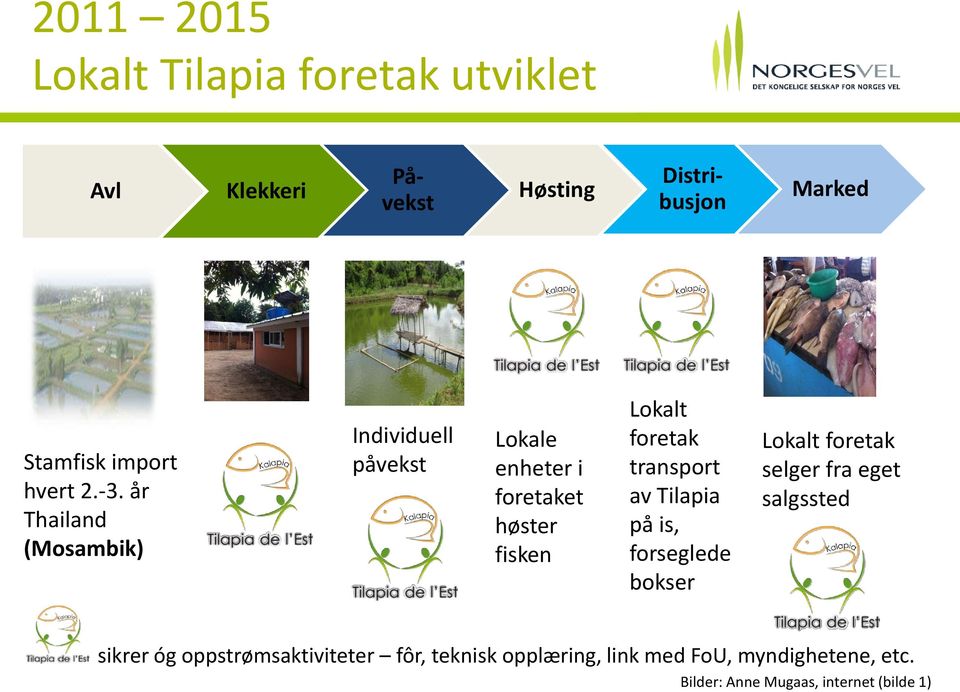 år Thailand (Mosambik) Individuell påvekst Lokale enheter i foretaket høster fisken Lokalt foretak