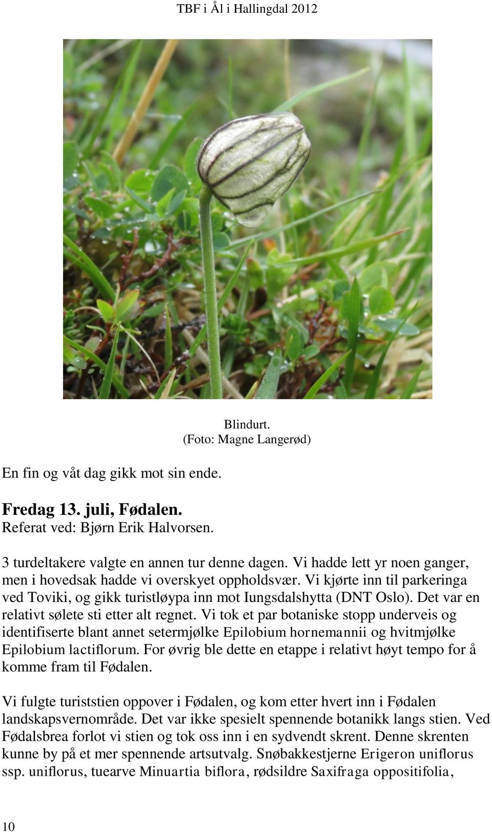 Det var en relativt sølete sti etter alt regnet. Vi tok et par botaniske stopp underveis og identifiserte blant annet setermjølke Epilobium hornemannii og hvitmjølke Epilobium lactiflorum.