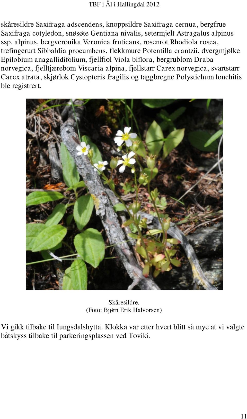 fjellfiol Viola biflora, bergrublom Draba norvegica, fjelltjærebom Viscaria alpina, fjellstarr Carex norvegica, svartstarr Carex atrata, skjørlok Cystopteris fragilis og