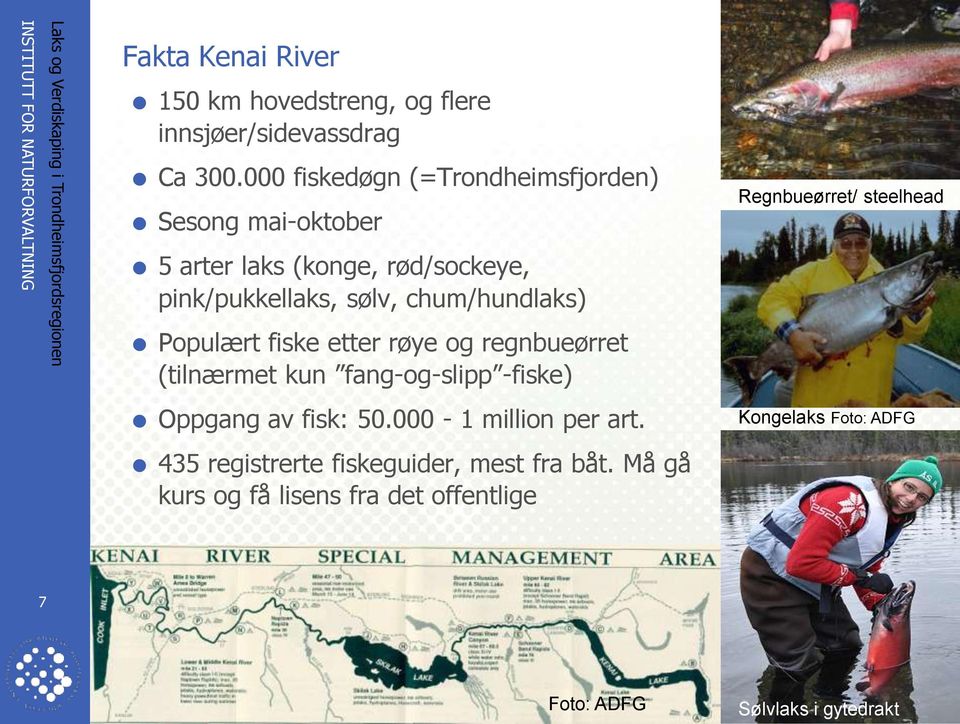 chum/hundlaks) Populært fiske etter røye og regnbueørret (tilnærmet kun fang-og-slipp -fiske) Regnbueørret/ steelhead