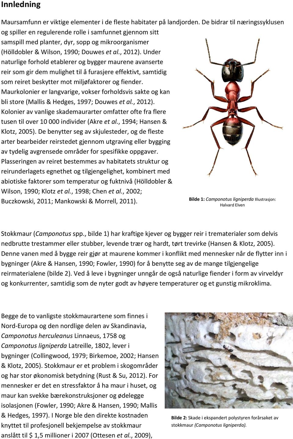 Under naturlige forhold etablerer og bygger maurene avanserte reir som gir dem mulighet til å furasjere effektivt, samtidig som reiret beskytter mot miljøfaktorer og fiender.