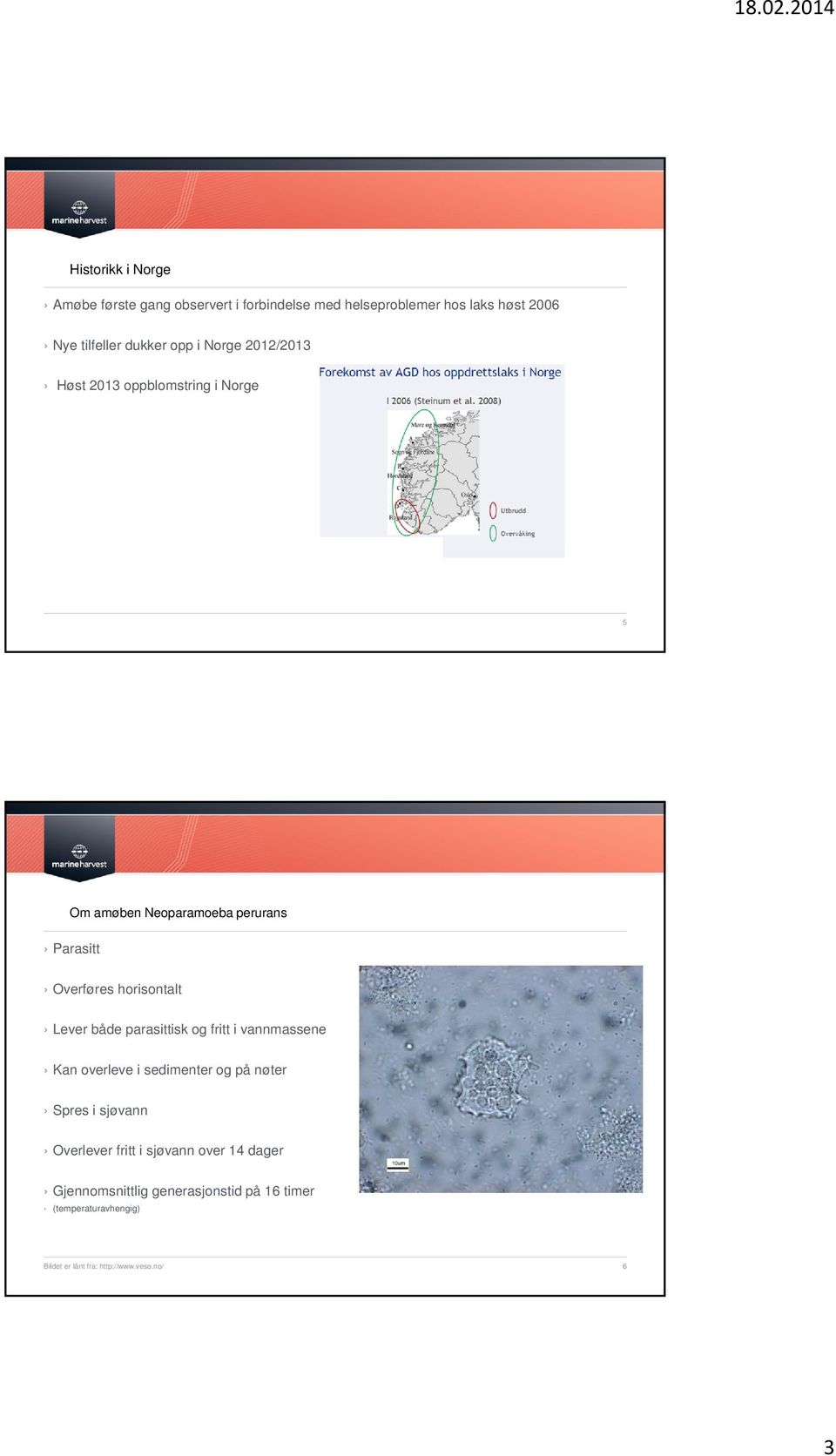 Lever både parasittisk og fritt i vannmassene Kan overleve i sedimenter og på nøter Spres i sjøvann Overlever fritt i