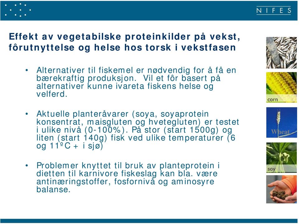 Aktuelle planteråvarer (soya, soyaprotein konsentrat, maisgluten og hvetegluten) er testet i ulike nivå (-1%).