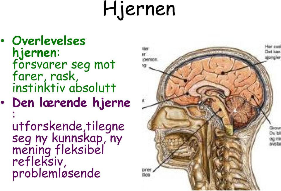 lærende hjerne : utforskende,tilegne seg ny