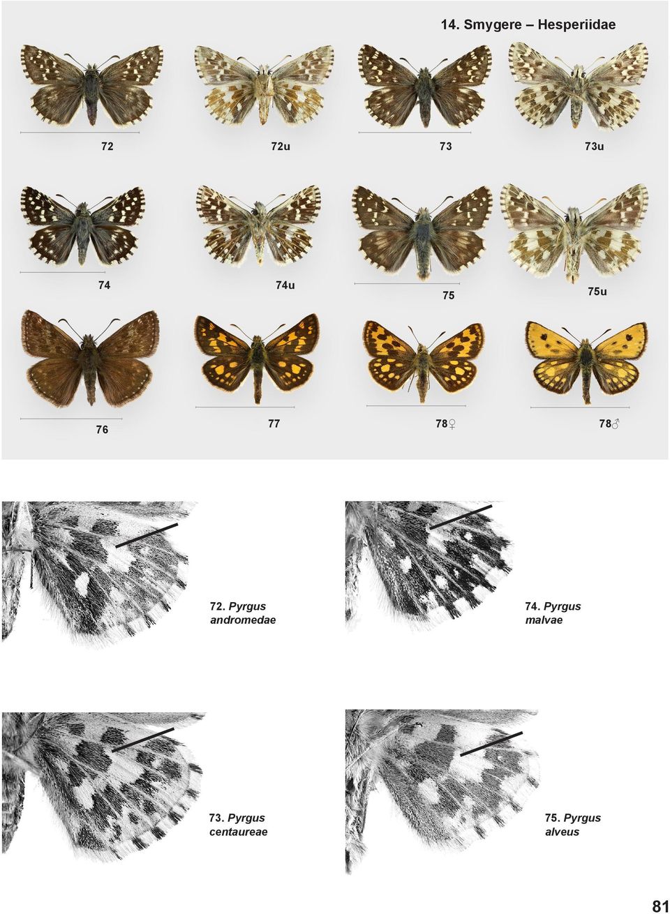 Pyrgus centaureae 73 73u 75 75u 78