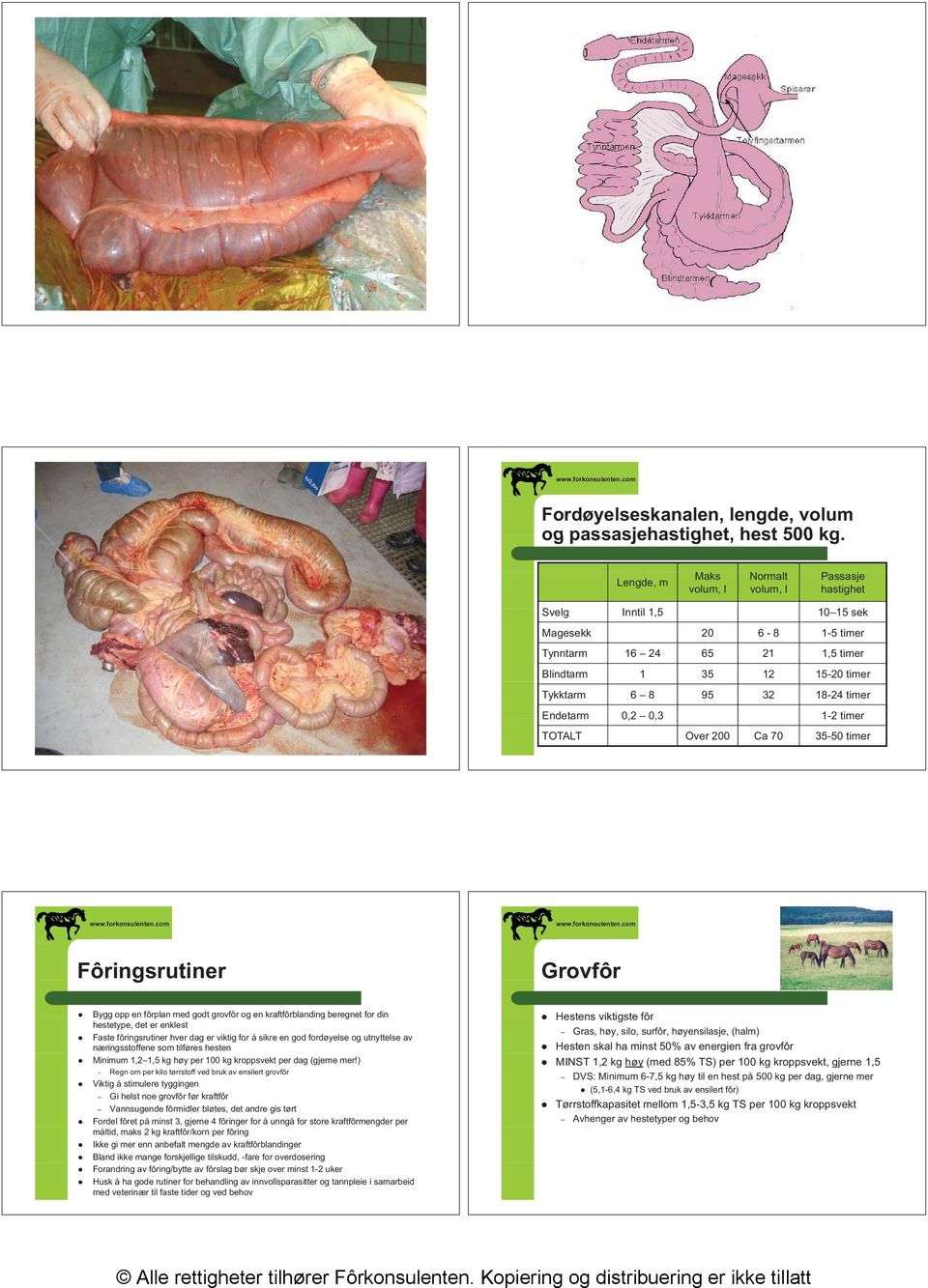 timer Endetarm 0,2 0,3 1-2 timer TOTALT Over 200 Ca 70 35-50 timer Fôringsrutiner Grovfôr Bygg opp en fôrplan med godt grovfôr og en kraftfôrblanding beregnet for din hestetype, det er enklest Faste