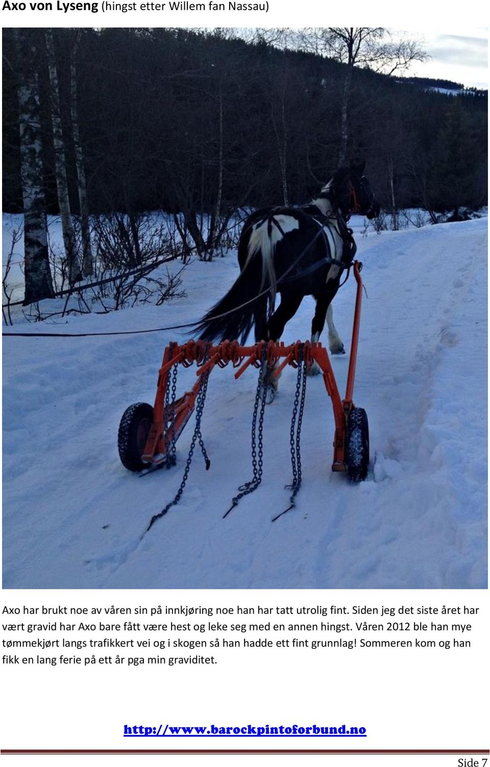 Siden jeg det siste året har vært gravid har Axo bare fått være hest og leke seg med en annen