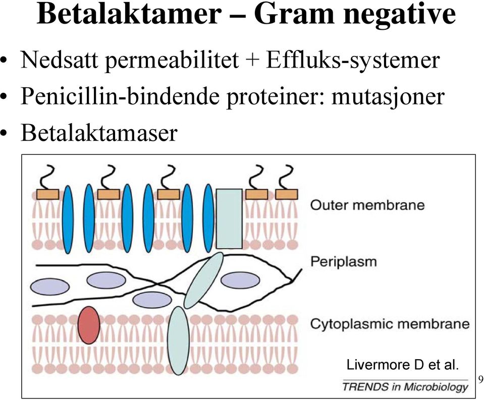 Penicillin-bindende proteiner: