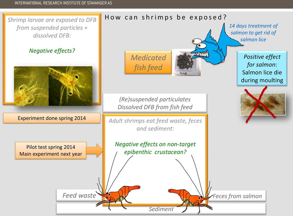 Experiment done spring 2014 Pilot test spring 2014 Main experiment next year (Re)suspended particulates Dissolved from fish feed