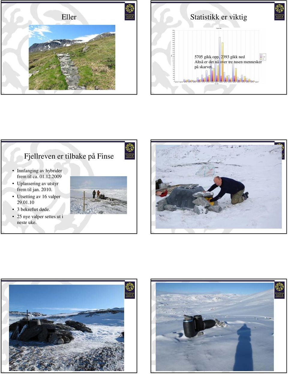 Fjellreven er tilbake på Finse Innfanging av hybrider frem til ca. 01.12.