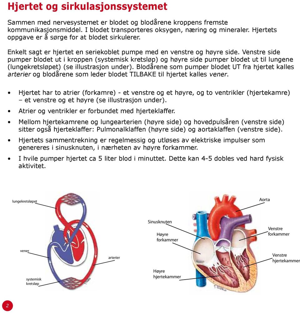 Venstre side pumper blodet ut i kroppen (systemisk kretsløp) og høyre side pumper blodet ut til lungene (lungekretsløpet) (se illustrasjon under).