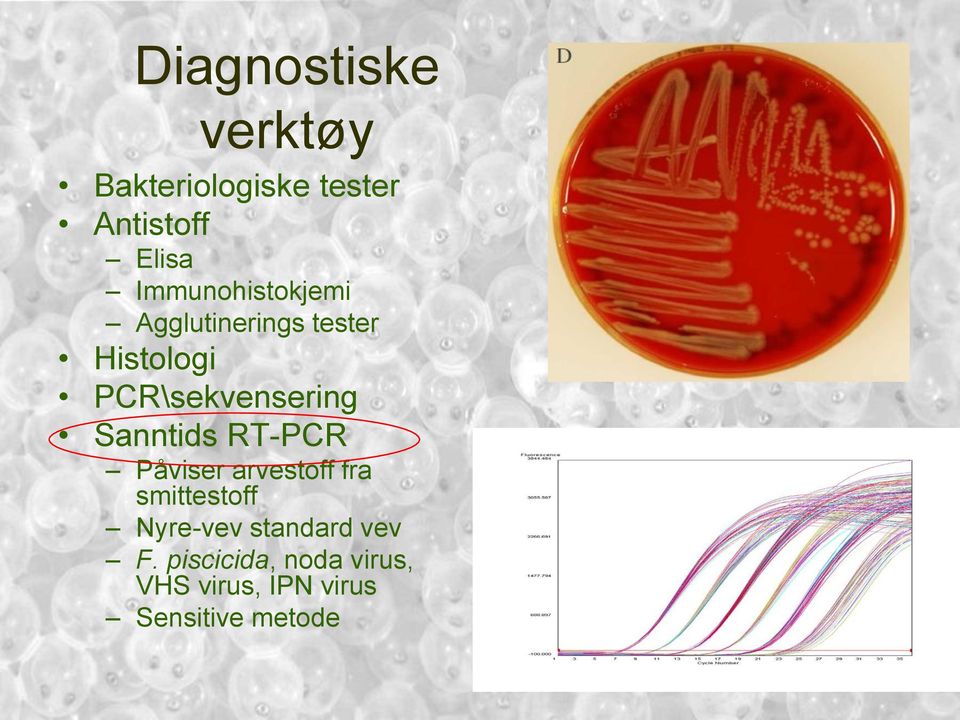 Sanntids RT-PCR Påviser arvestoff fra smittestoff Nyre-vev