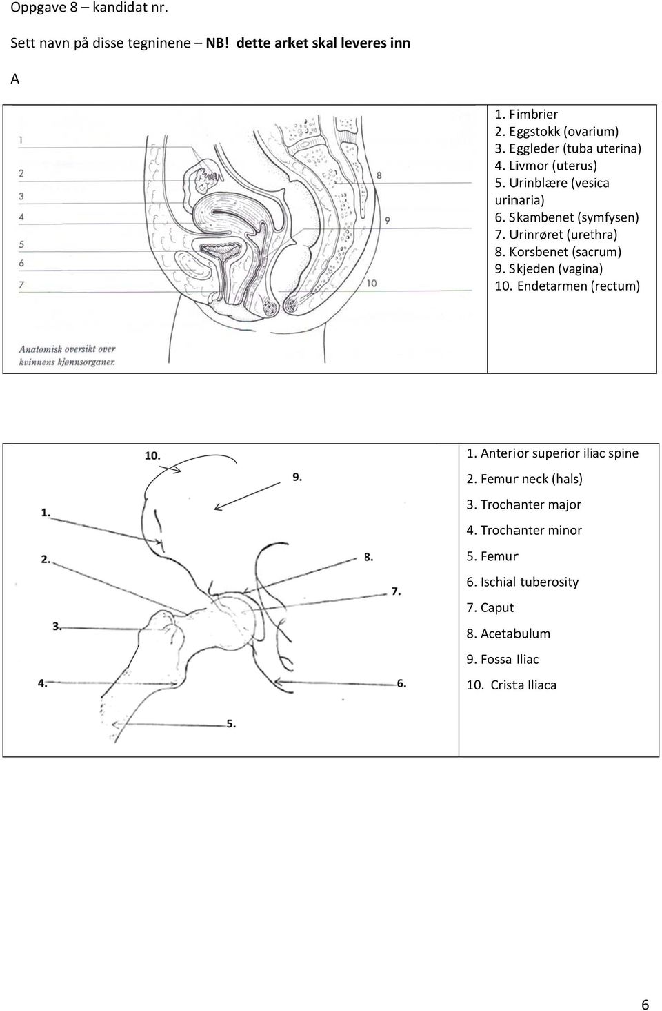 Urinrøret (urethra) 8. Korsbenet (sacrum) 9. Skjeden (vagina) 10. Endetarmen (rectum)( 1. nterior superior iliac spine 2.