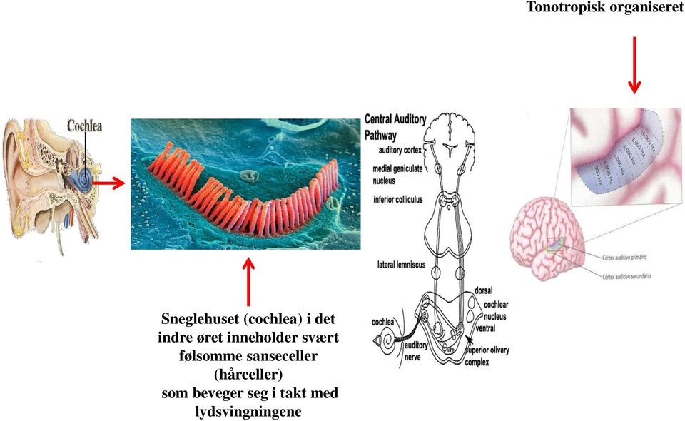 (hårceller) som beveger seg i takt med