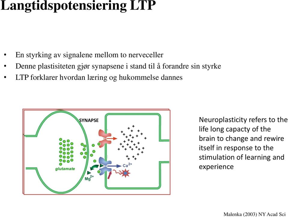 dannes SYNAPSE P PSD95 Neuroplasticity refers to the life long capacty of the brain to change