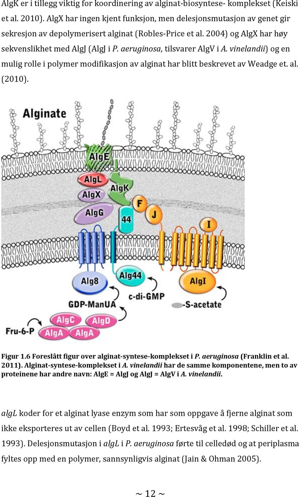 aeruginosa, tilsvarer AlgV i A. vinelandii) og en mulig rolle i polymer modifikasjon av alginat har blitt beskrevet av Weadge et. al. (2010). Figur 1.