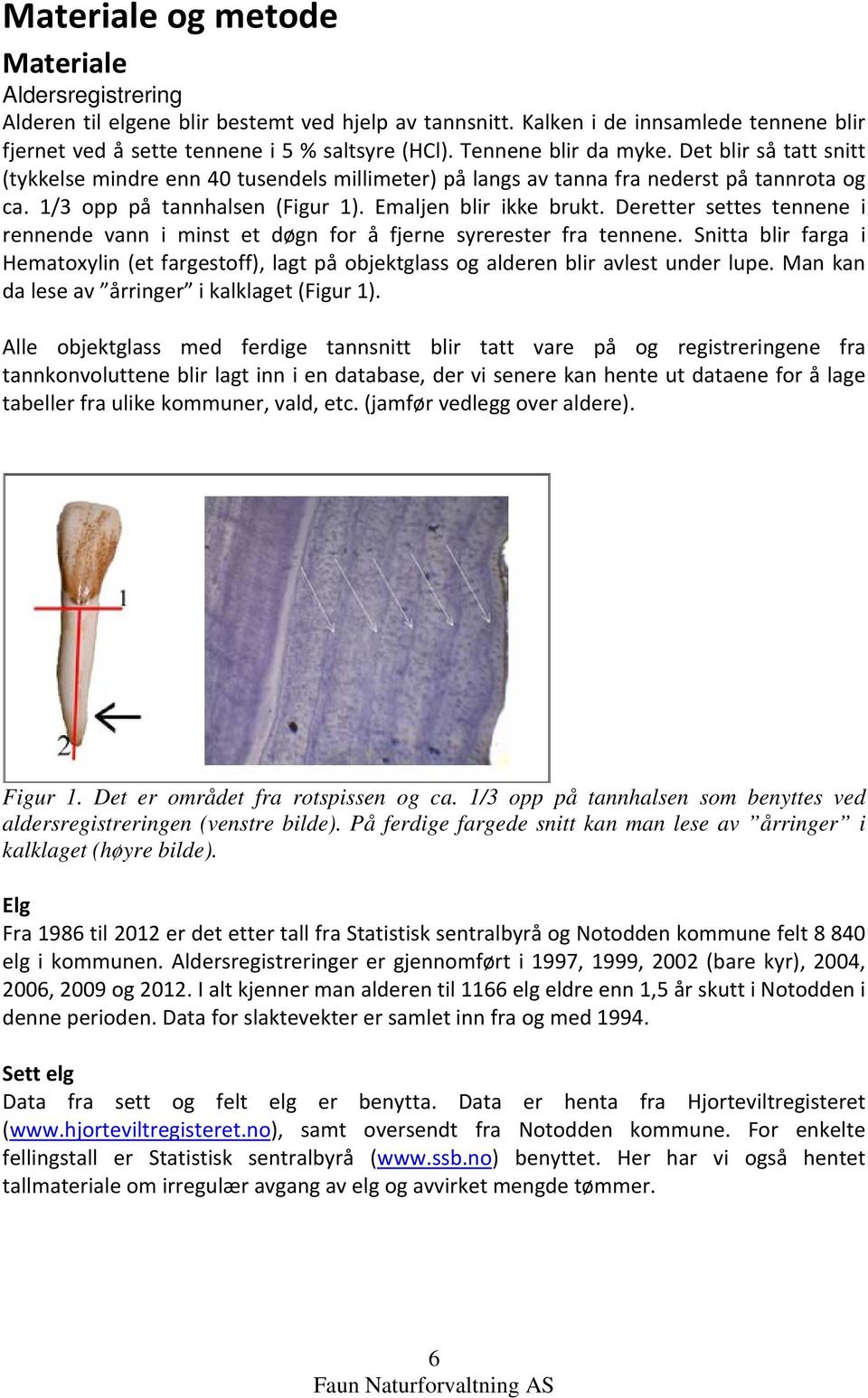 Deretter settes tennene i rennende vann i minst et døgn for å fjerne syrerester fra tennene. Snitta blir farga i Hematoxylin (et fargestoff), lagt på objektglass og alderen blir avlest under lupe.