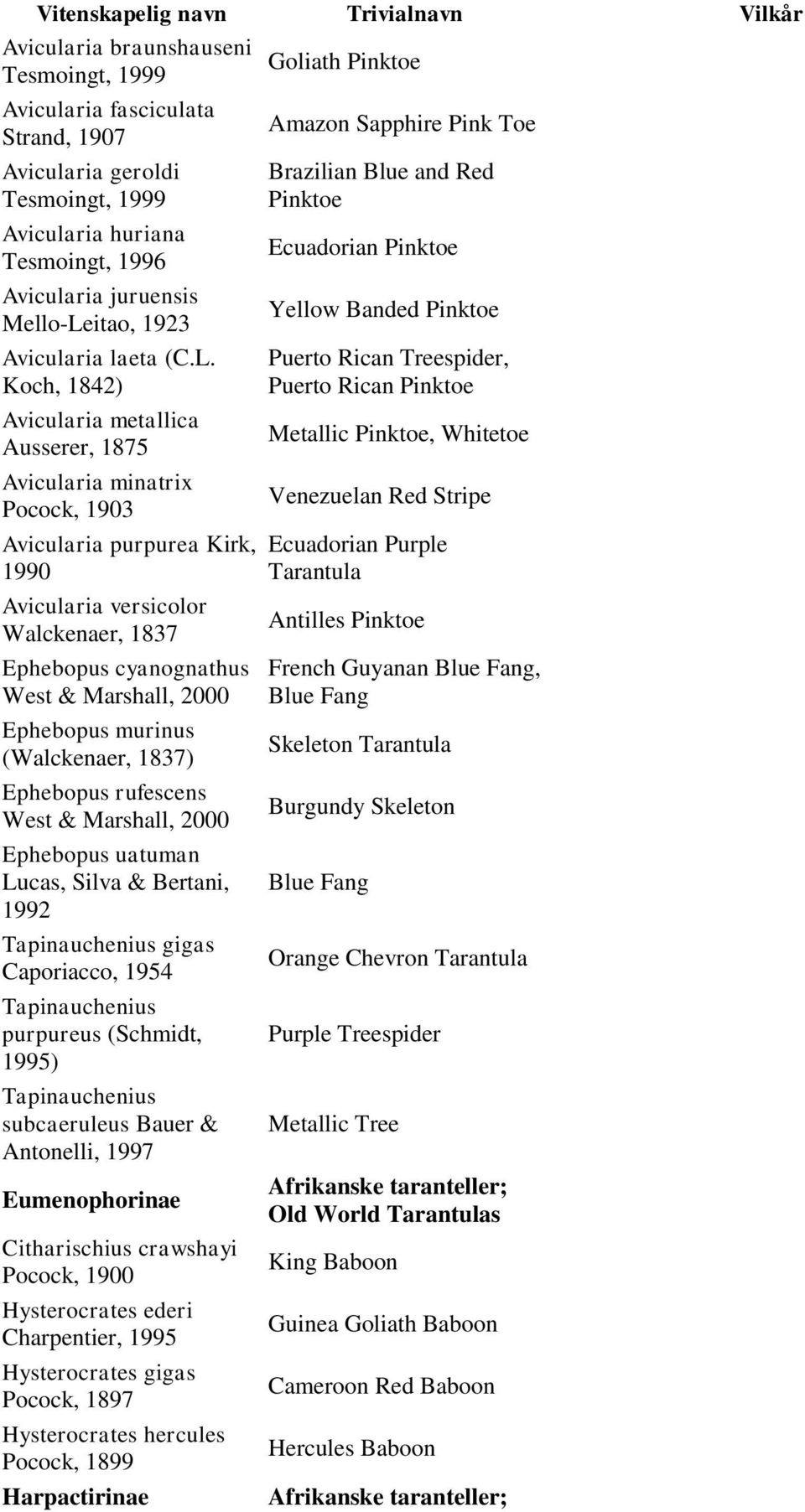 itao, 1923 Avicularia laeta (C.L.