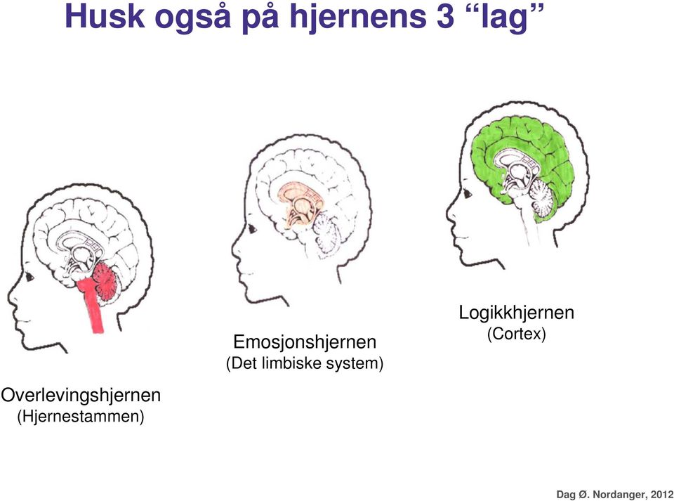 Emosjonshjernen (Det limbiske