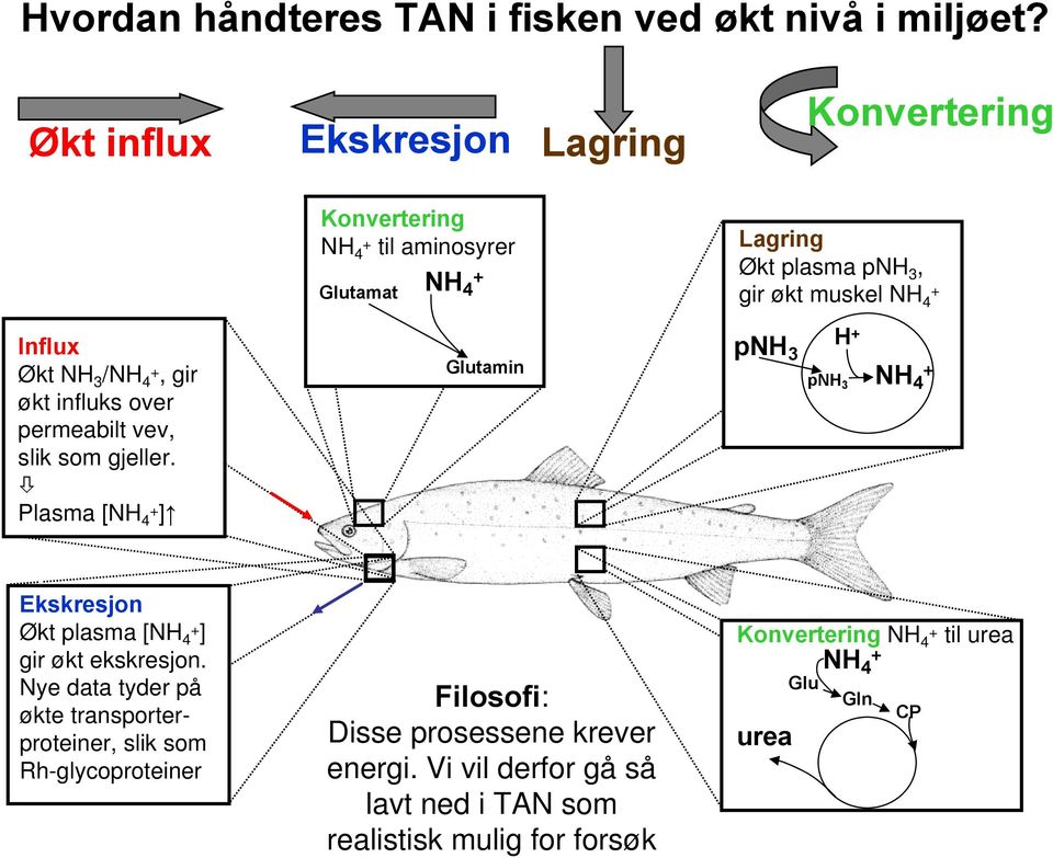 Plasma [NH 4 +] Konvertering NH 4 + til aminosyrer Glutamat NH 4 + Glutamin Lagring Økt plasma pnh 3, gir økt muskel NH 4 + pnh H + 3 pnh3 NH + 4