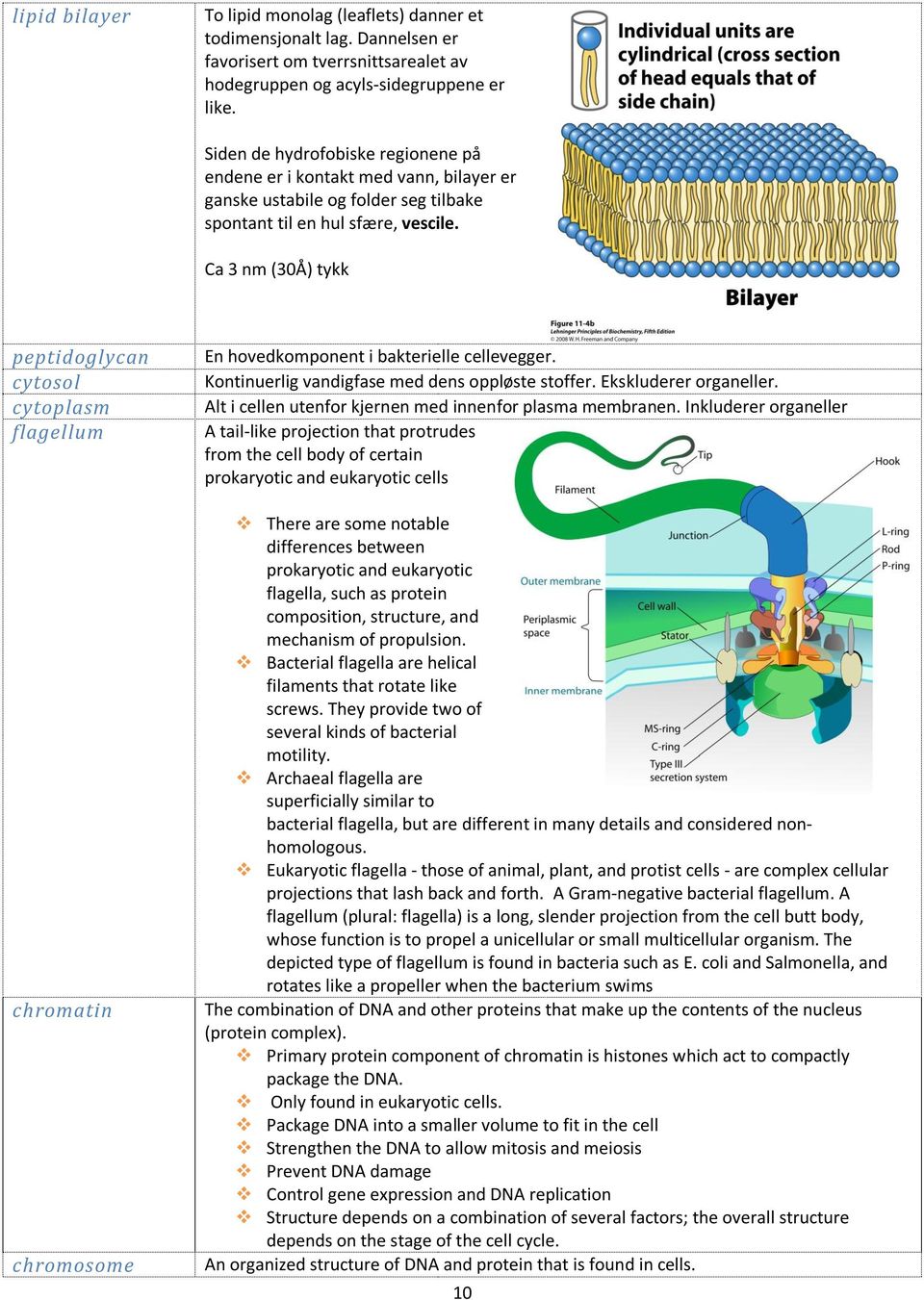 Ca 3 nm (30Å) tykk peptidoglycan cytosol cytoplasm flagellum chromatin chromosome En hovedkomponent i bakterielle cellevegger. Kontinuerlig vandigfase med dens oppløste stoffer.