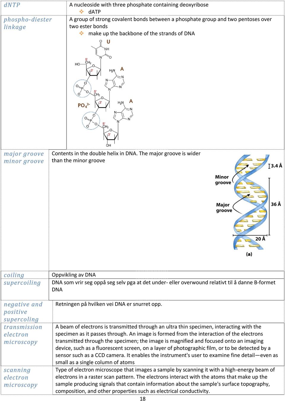 The major groove is wider than the minor groove coiling supercoiling negative and positive supercoling transmission electron microscopy scanning electron microscopy Oppvikling av DNA DNA som vrir seg