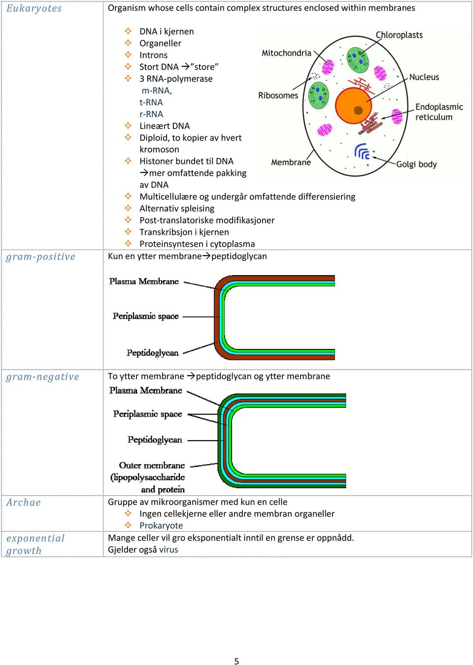 Post-translatoriske modifikasjoner Transkribsjon i kjernen Proteinsyntesen i cytoplasma Kun en ytter membrane peptidoglycan gram-negative To ytter membrane peptidoglycan og ytter membrane