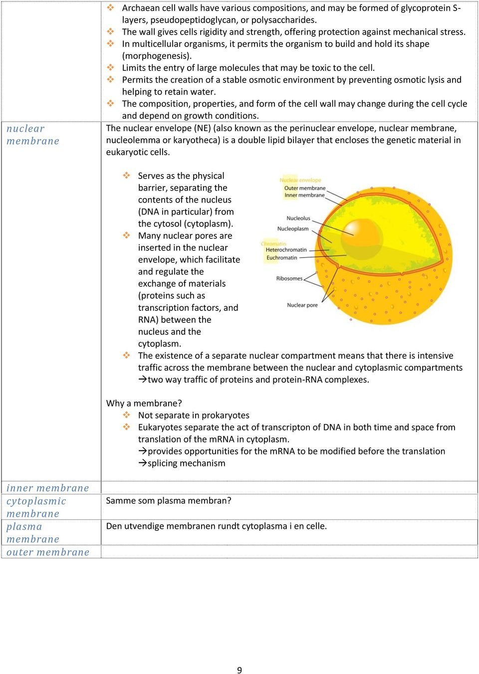 Limits the entry of large molecules that may be toxic to the cell. Permits the creation of a stable osmotic environment by preventing osmotic lysis and helping to retain water.