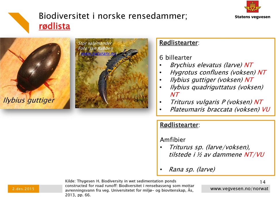 Triturus vulgaris P (voksen) NT Plateumaris braccata (voksen) VU Rødlistearter: Amfibier Triturus sp. (larve/voksen), tilstede i ½ av dammene NT/VU Rana sp.