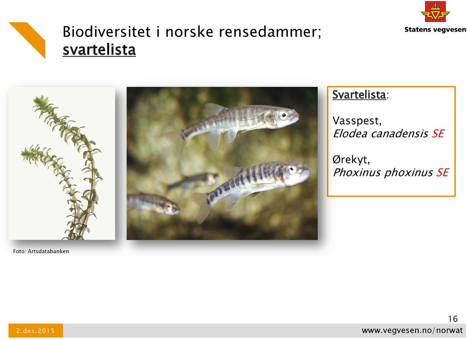 Elodea canadensis SE Ørekyt,