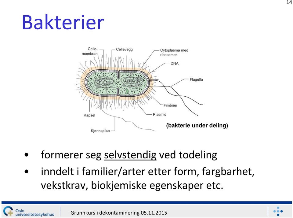 inndelt i familier/arter etter form,