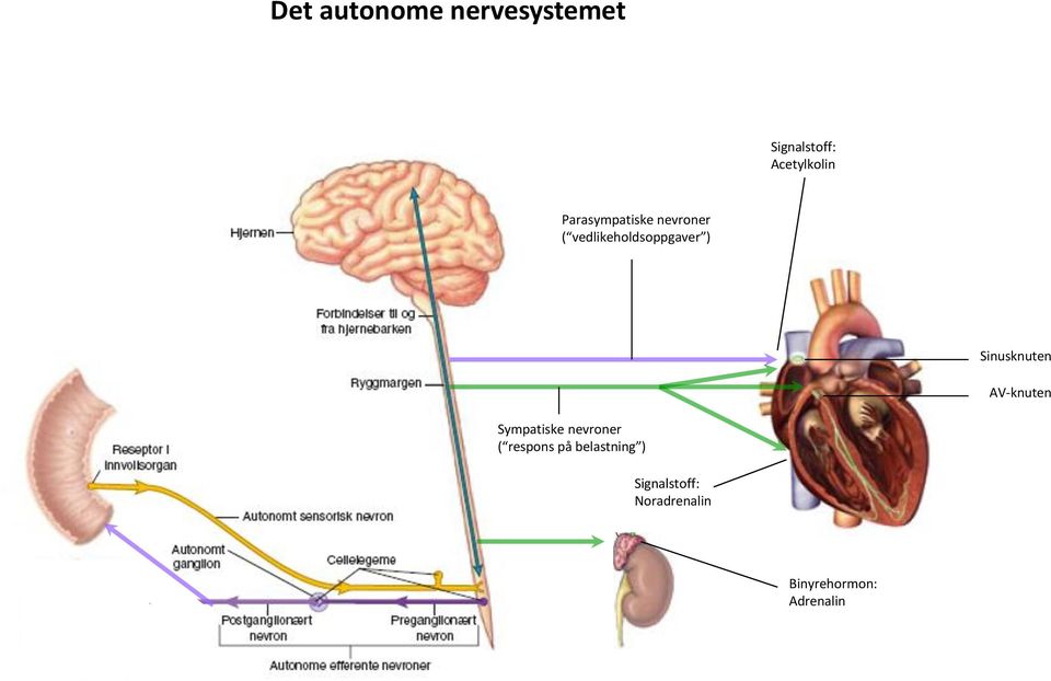 Sinusknuten AV-knuten Sympatiske nevroner ( respons på