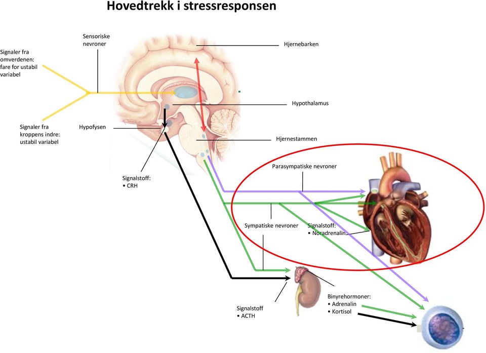variabel Hypofysen Hjernestammen Parasympatiske nevroner Signalstoff: CRH