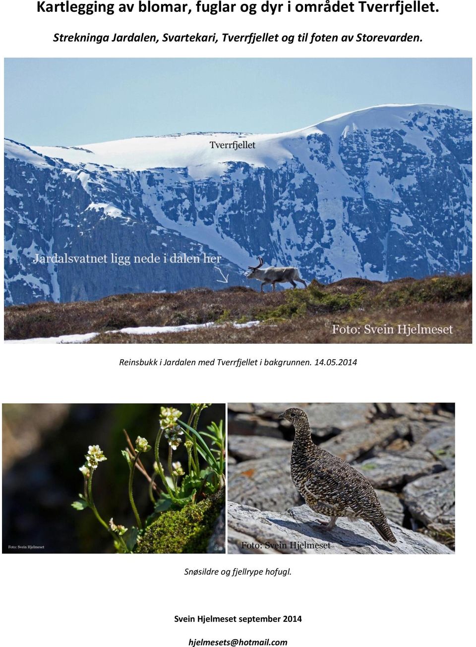 Storevarden. Reinsbukk i Jardalen med Tverrfjellet i bakgrunnen. 14.05.