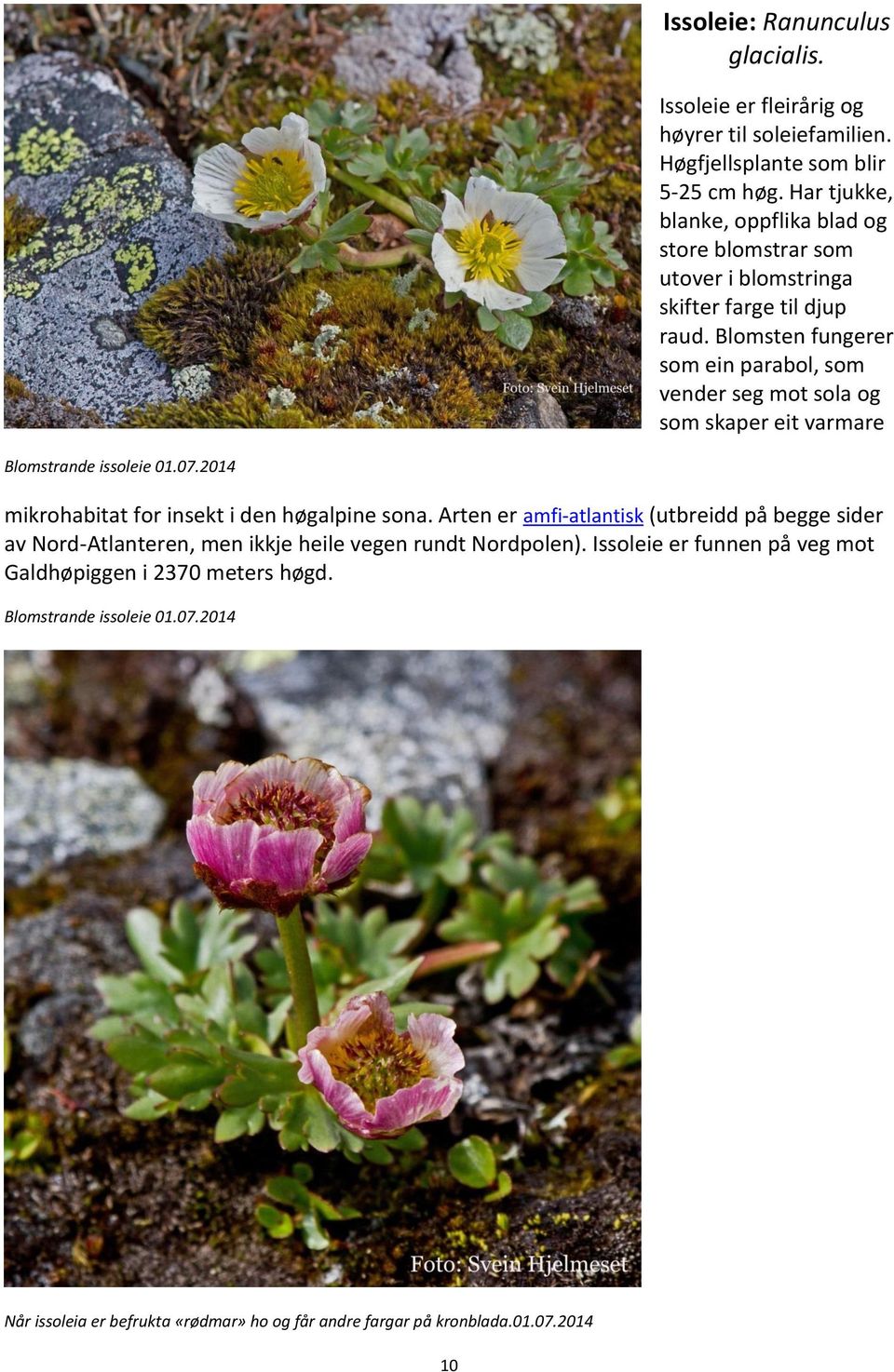 Blomsten fungerer som ein parabol, som vender seg mot sola og som skaper eit varmare Blomstrande issoleie 01.07.2014 mikrohabitat for insekt i den høgalpine sona.