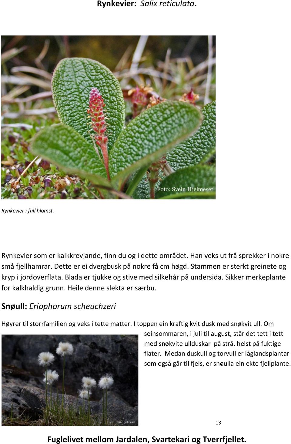 Heile denne slekta er særbu. Snøull: Eriophorum scheuchzeri Høyrer til storrfamilien og veks i tette matter. I toppen ein kraftig kvit dusk med snøkvit ull.