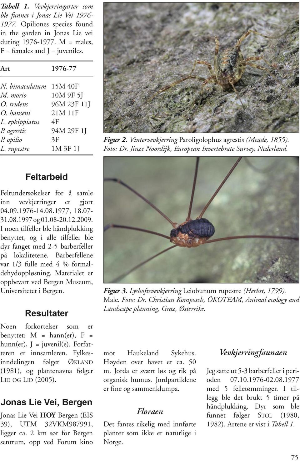 Vintervevkjerring Paroligolophus agrestis (Meade, 1855). Foto: Dr. Jinze Noordijk, European Invertebrate Survey, Nederland. Feltarbeid Feltundersøkelser for å samle inn vevkjerringer er gjort 04.09.