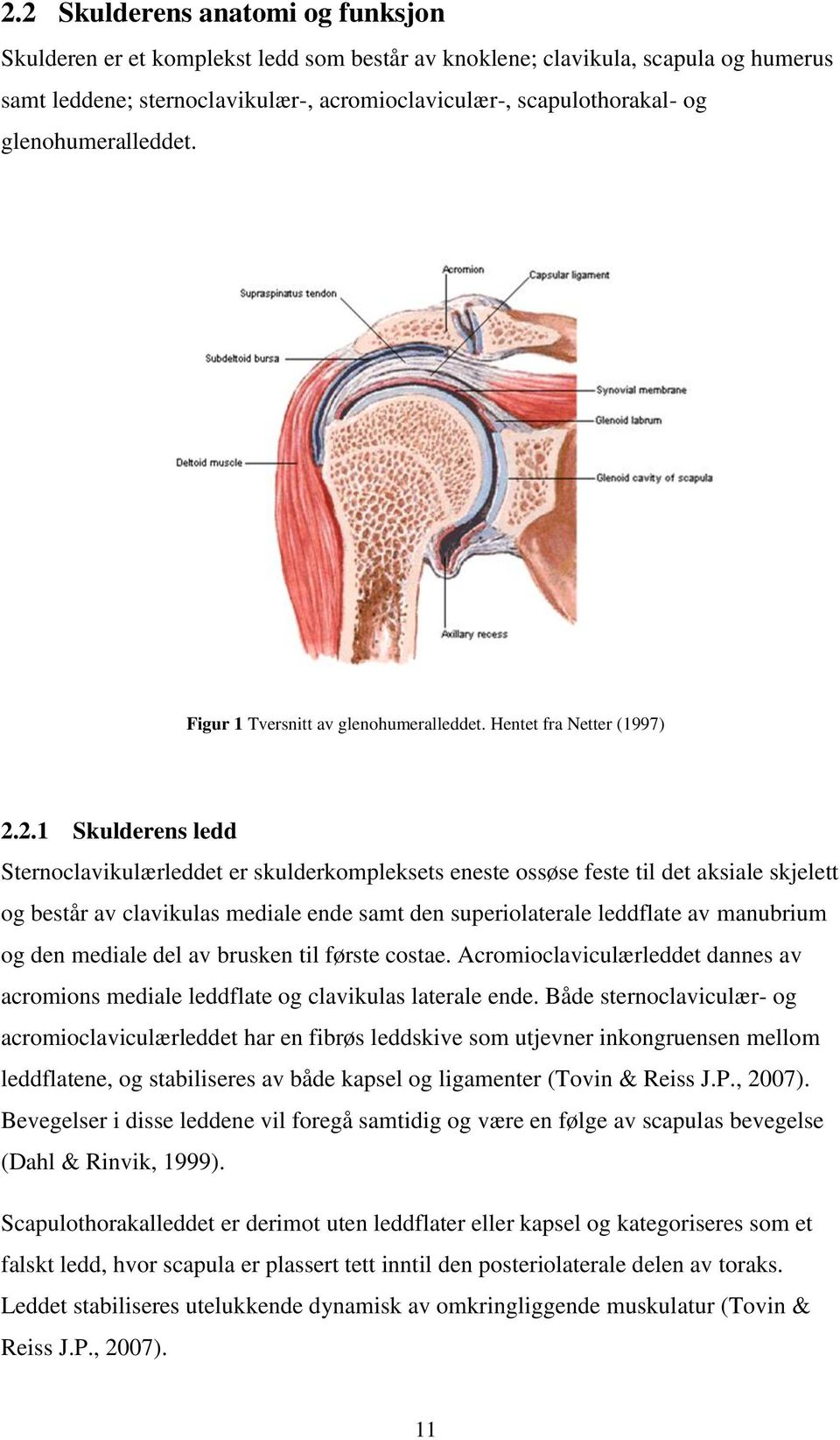 2.1 Skulderens ledd Sternoclavikulærleddet er skulderkompleksets eneste ossøse feste til det aksiale skjelett og består av clavikulas mediale ende samt den superiolaterale leddflate av manubrium og