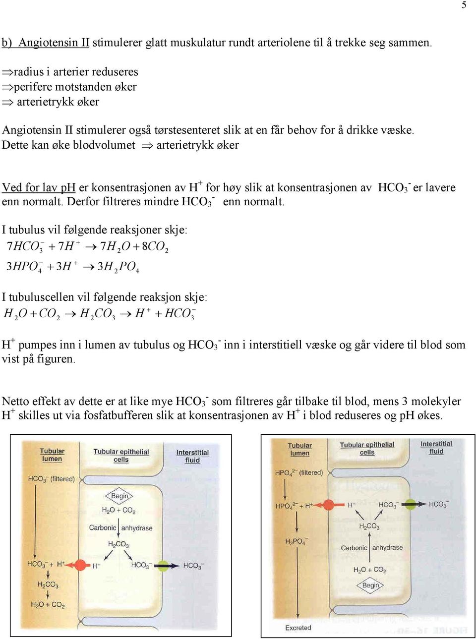 Dette kan øke blodvolumet arterietrykk øker Ved for lav ph er konsentrasjonen av H + - for høy slik at konsentrasjonen av HCO 3 er lavere - enn normalt. Derfor filtreres mindre HCO 3 enn normalt.