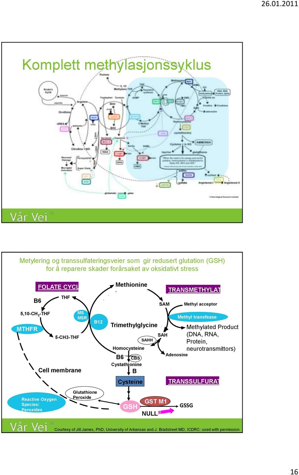 SAM SAH TRANSMETHYLATION Adenosine Methyl acceptor Methyl transfease Methylated Product (DNA, RNA, Protein, neurotransmittors) TRANSSULFURATION Reactive Oxygen