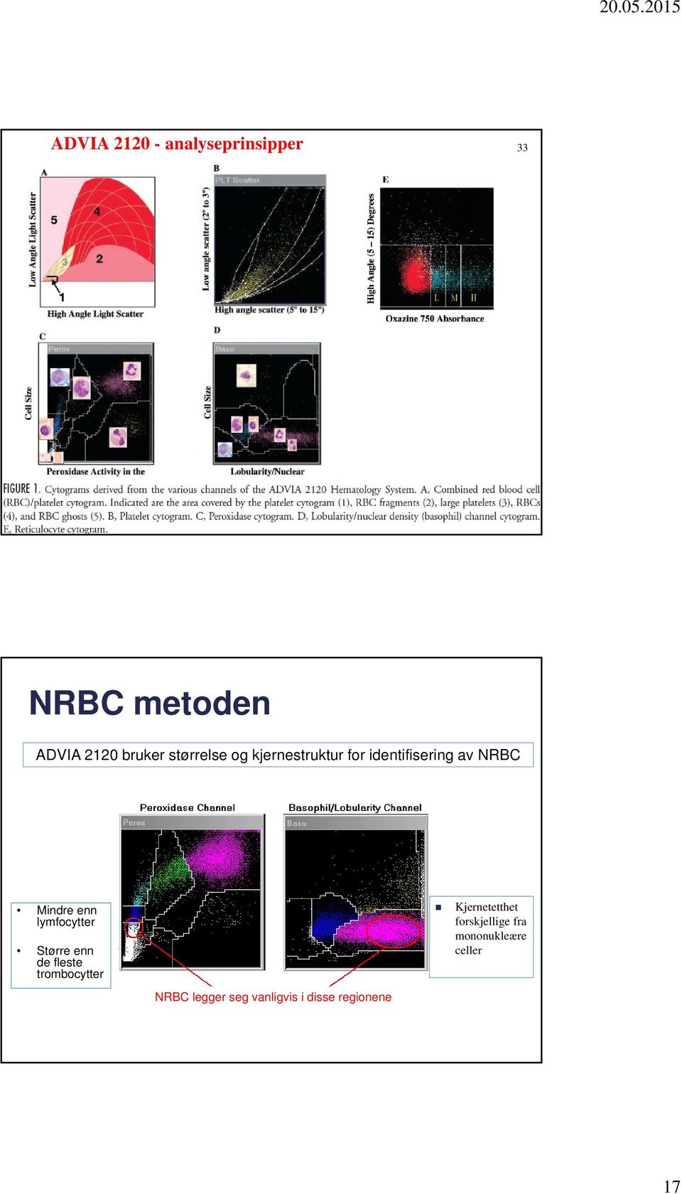 lymfocytter Større enn de fleste trombocytter NRBC legger seg
