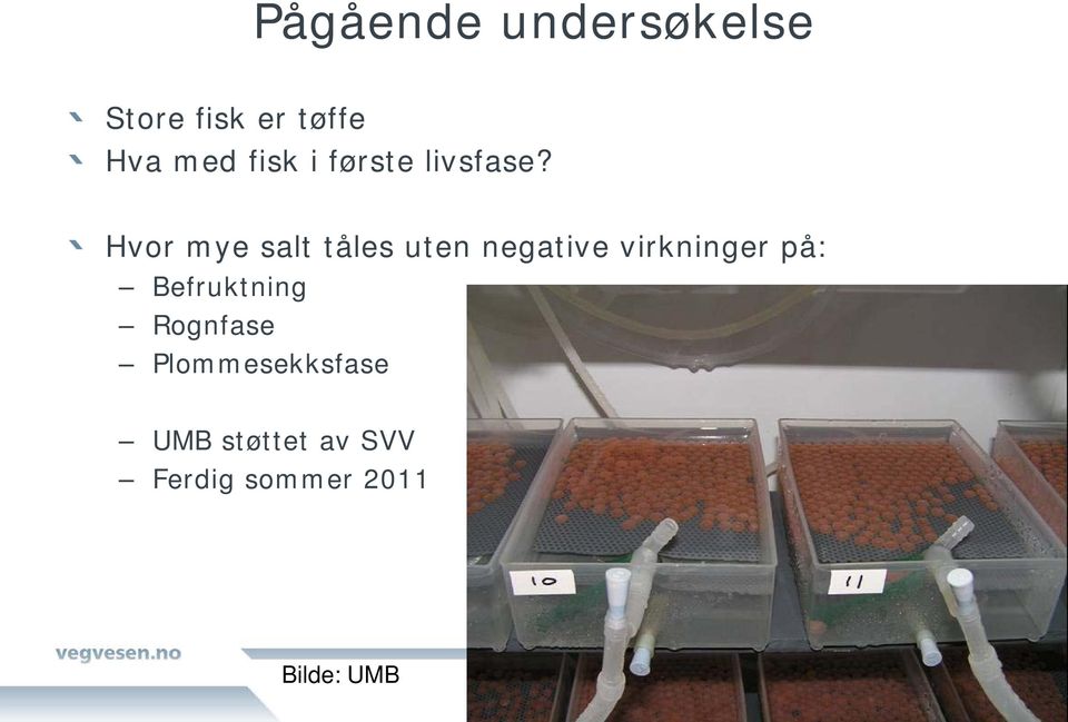 Hvor mye salt tåles uten negative virkninger på: