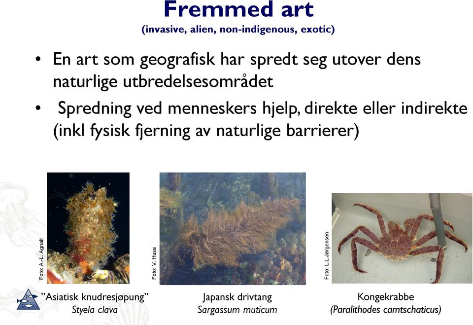 L.Jørgensen Fremmed art (invasive, alien, non-indigenous, exotic) En art som geografisk har spredt