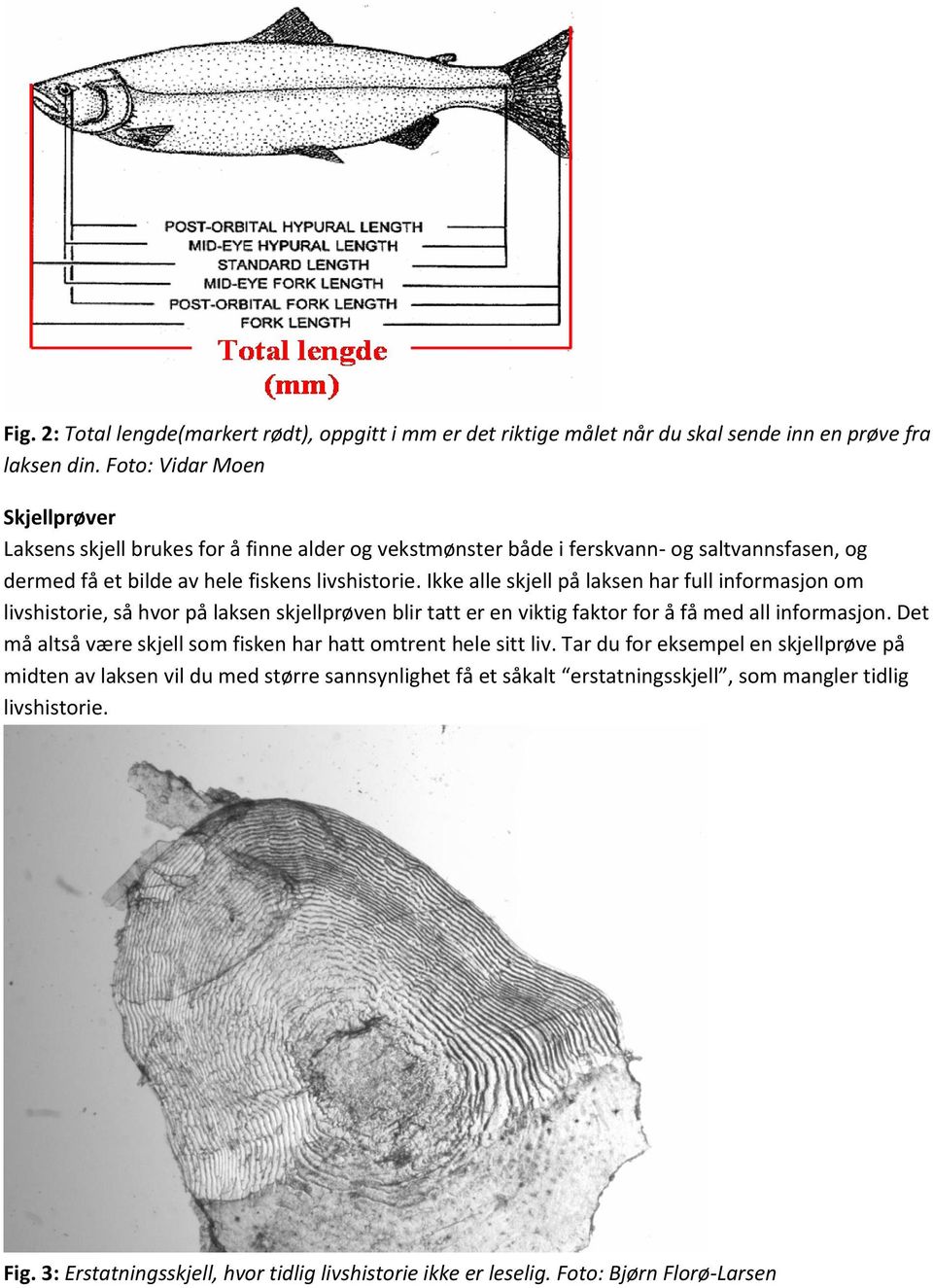 Ikke alle skjell på laksen har full informasjon om livshistorie, så hvor på laksen skjellprøven blir tatt er en viktig faktor for å få med all informasjon.