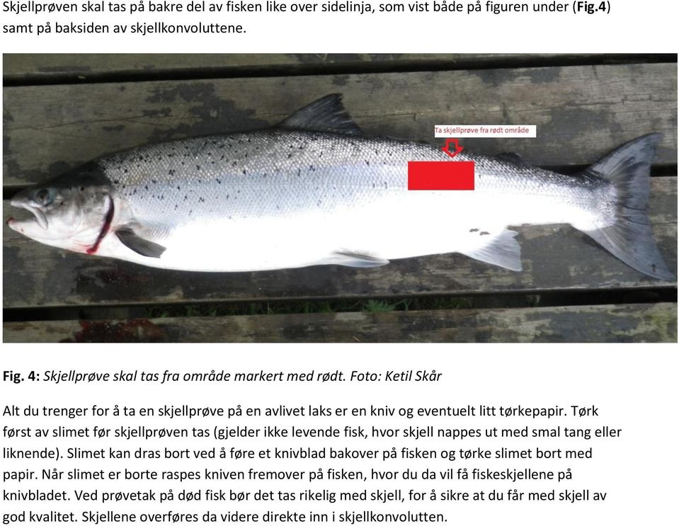 Tørk først av slimet før skjellprøven tas (gjelder ikke levende fisk, hvor skjell nappes ut med smal tang eller liknende).