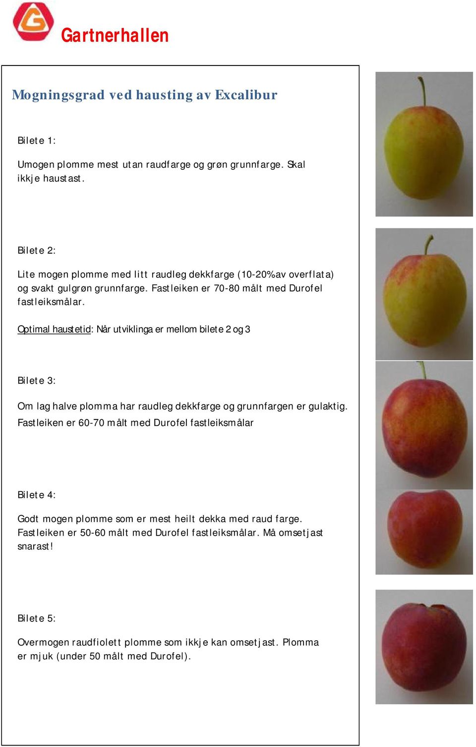 Optimal haustetid: Når utviklinga er mellom bilete 2 og 3 Om lag halve plomma har raudleg dekkfarge og grunnfargen er gulaktig.