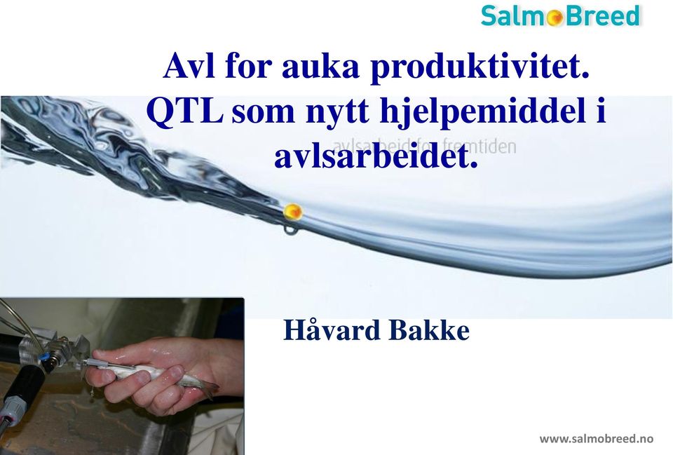 QTL som nytt