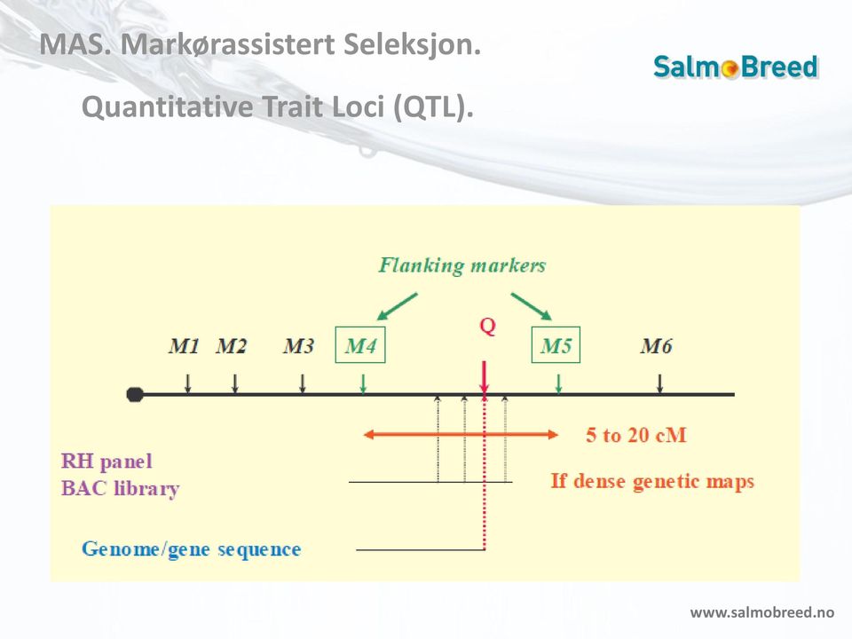 Seleksjon.