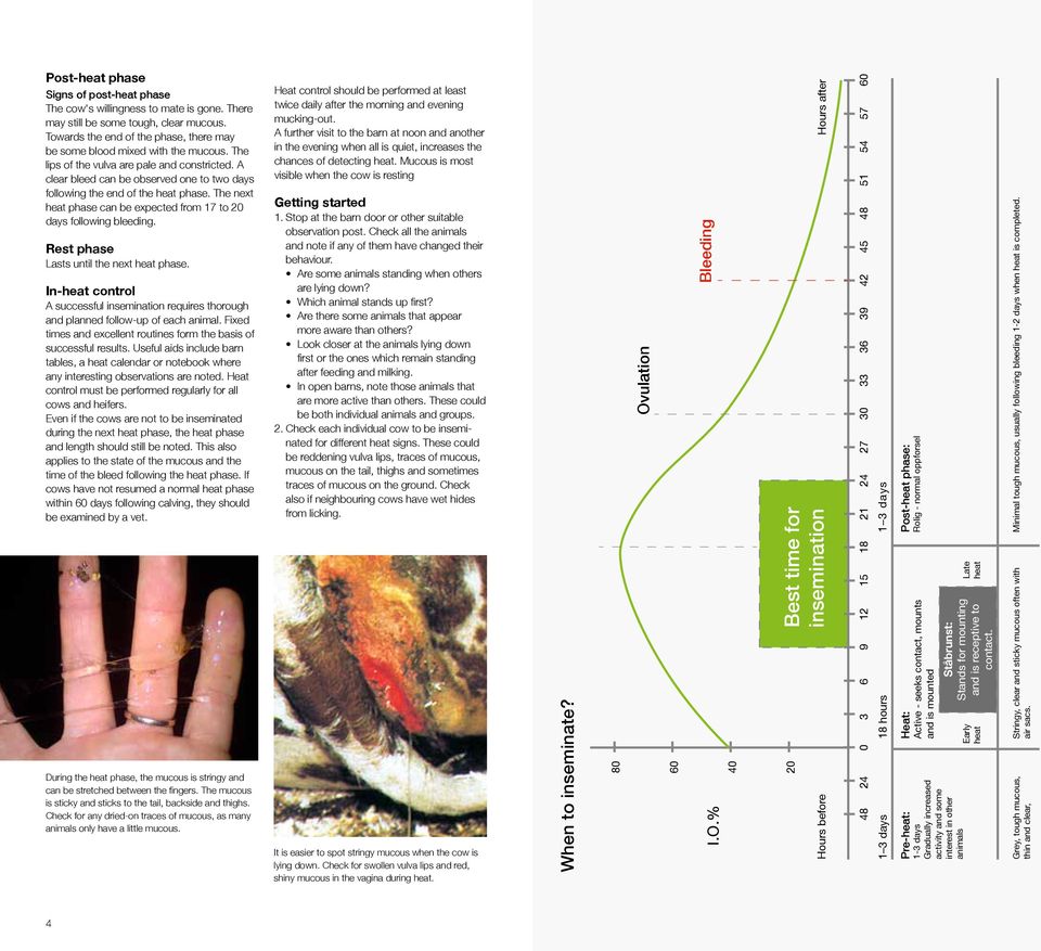 A clear bleed can be observed one to two days following the end of the heat phase. The next heat phase can be expected from to days following bleeding. Rest phase Lasts until the next heat phase.